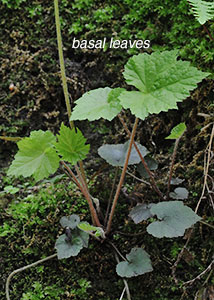 Bishop's cap, twoleaf miterwort-1