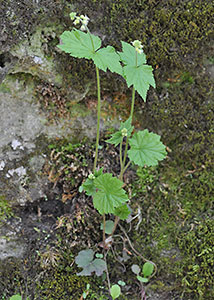 Bishop's cap, twoleaf miterwort-2