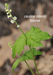 Bishop's cap, twoleaf miterwort-3