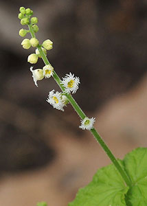 Bishop's cap, twoleaf miterwort-4