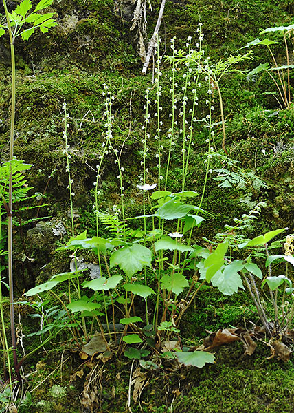 Bishop's cap, twoleaf miterwort-5