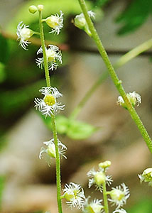 Bishop's cap, twoleaf miterwort-6