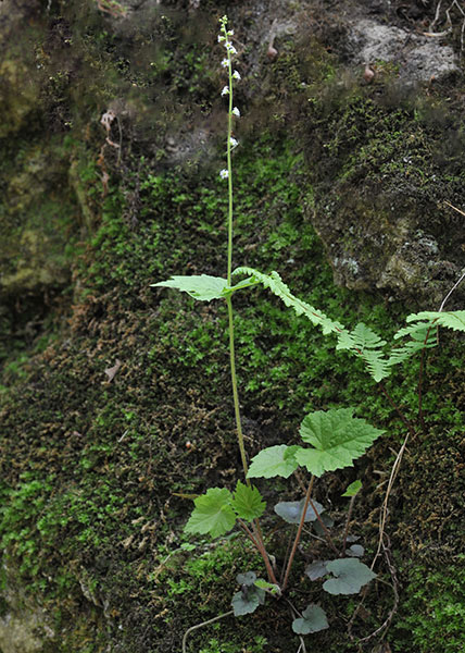 Bishop's cap, twoleaf miterwort