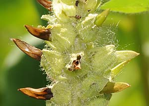 Canada lousewort