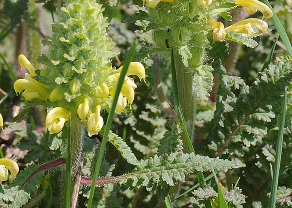 Canada lousewort