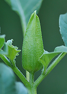 Fierce Thornapple, Oakleaf Thornapple-1