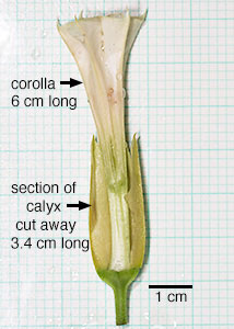 Fierce Thornapple, Oakleaf Thornapple-11