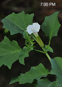 Fierce Thornapple, Oakleaf Thornapple-4