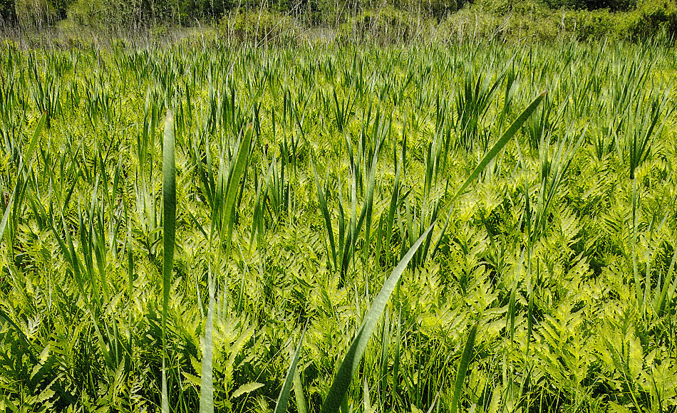 cattail among ferns