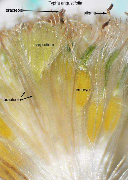 t_angustifolia-carpodium