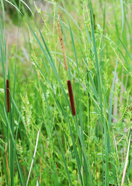 t_angustifolia-leaves