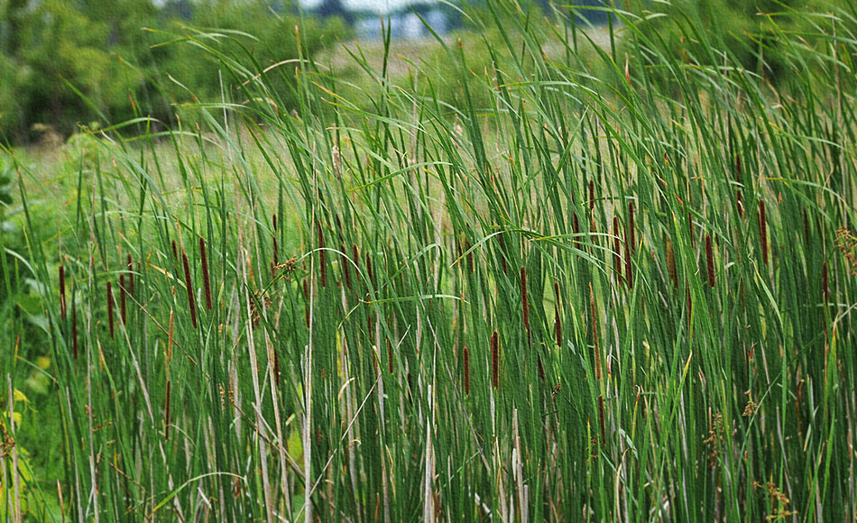 t_angustifolia