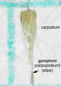 narrow-leaf cat-tail-14