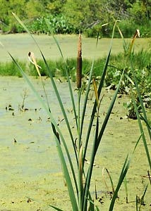 Broad-leaved cat-tail-1