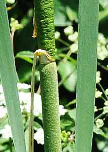 Broad-leaved cat-tail-3
