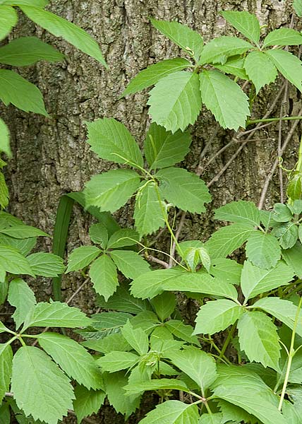 Virginia creeper